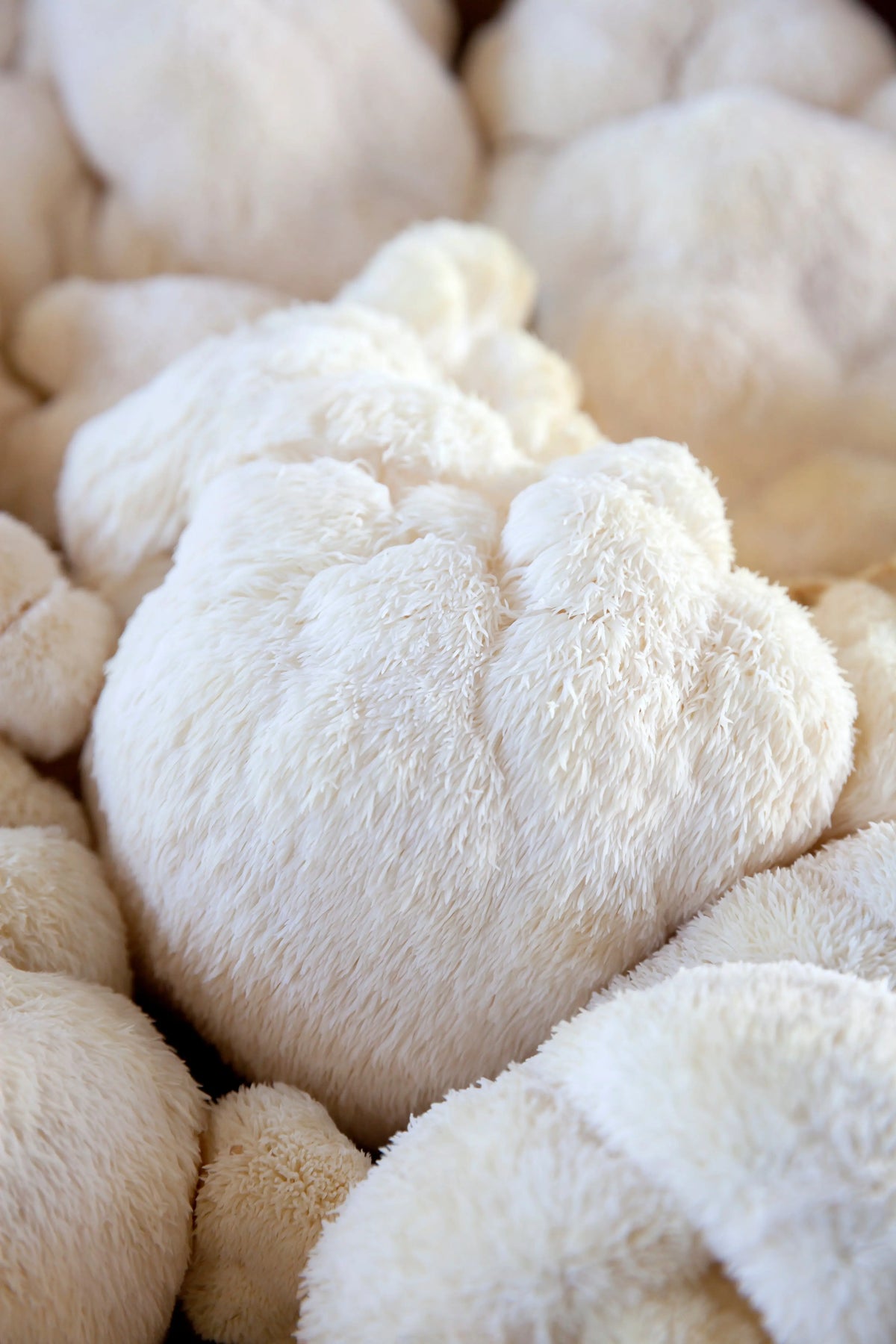 Lion's Mane (Hericium erinaceus), champignon blanc à aiguillons