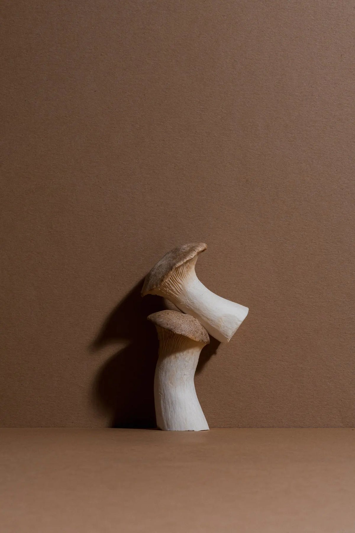 Champignon entier sur fond brun, corps fructifère