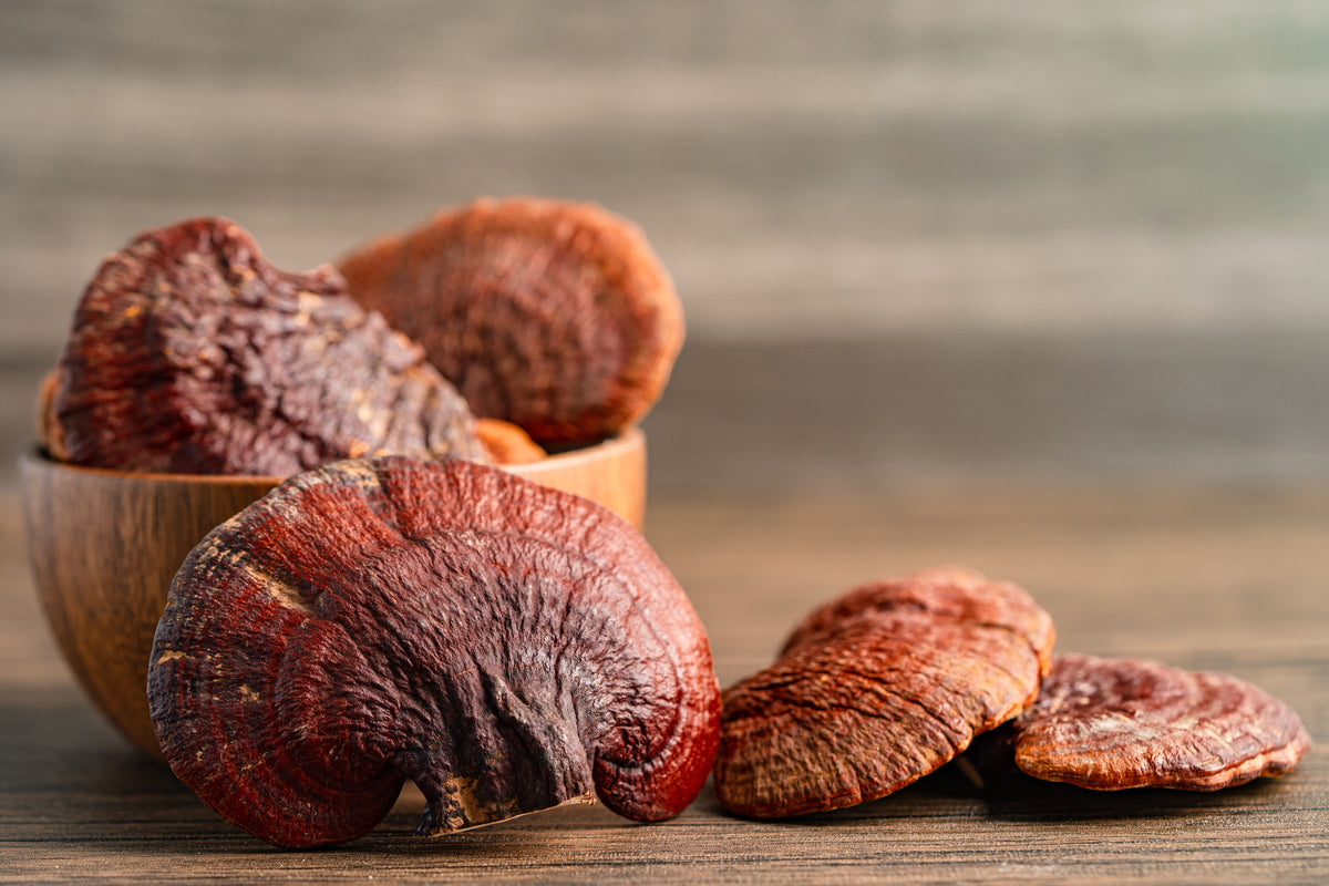 Reishi (Ganoderma lucidum) séché dans un bol en bois