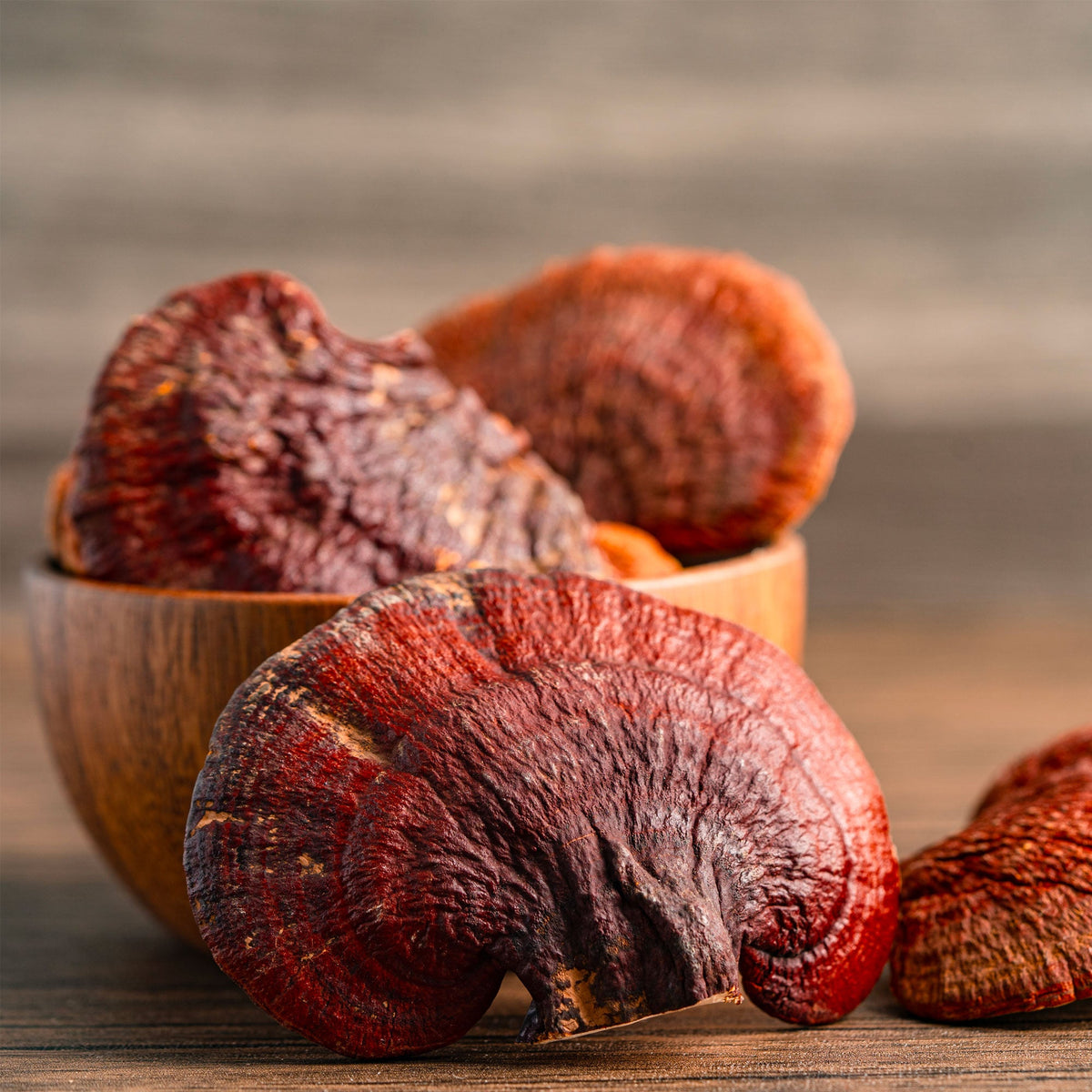 Champignons Reishi, comparés au Chaga