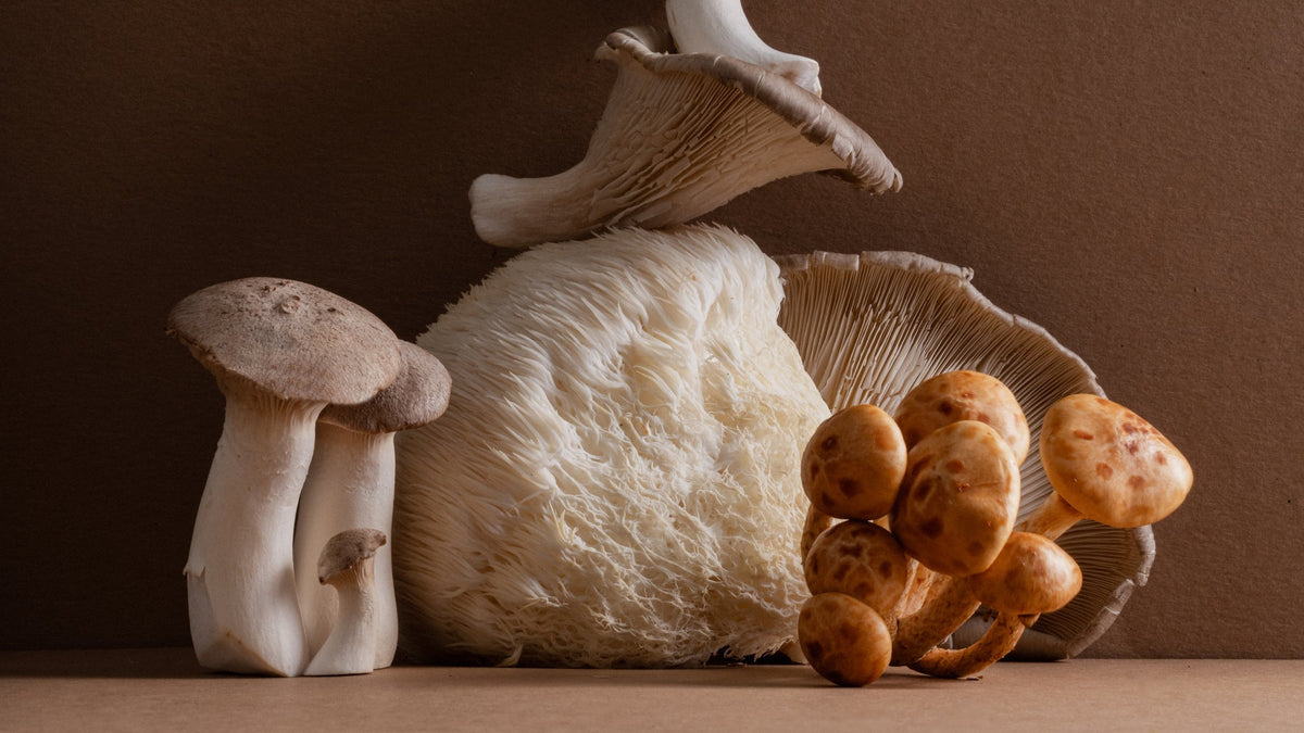 Champignons fonctionnels en nature morte