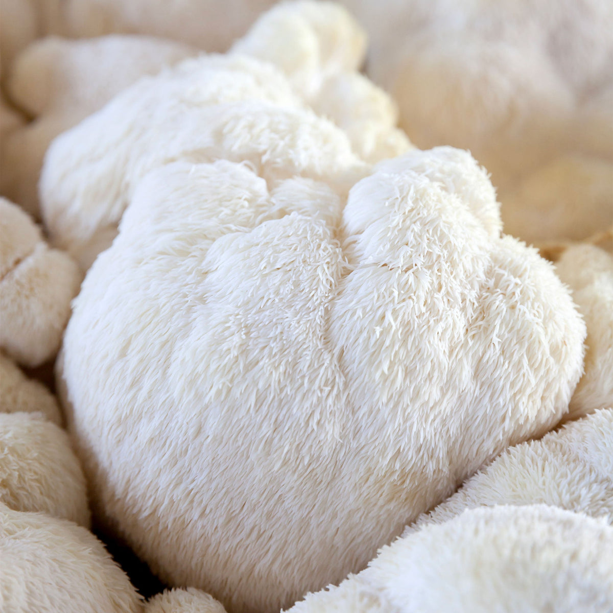 Lion's Mane frais, prêt à cuisiner