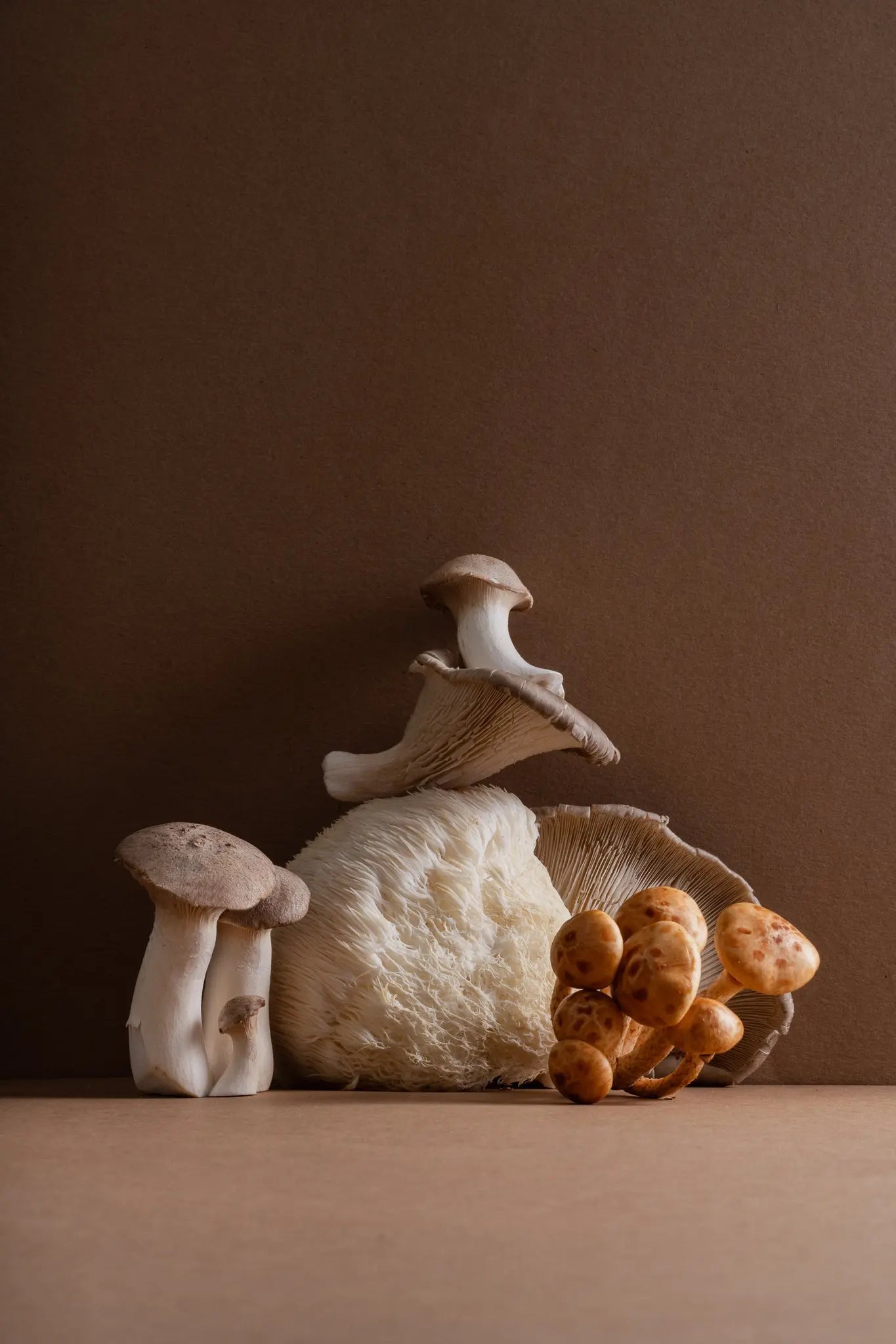 FAQ : les 10 questions les plus posées sur les champignons fonctionnels