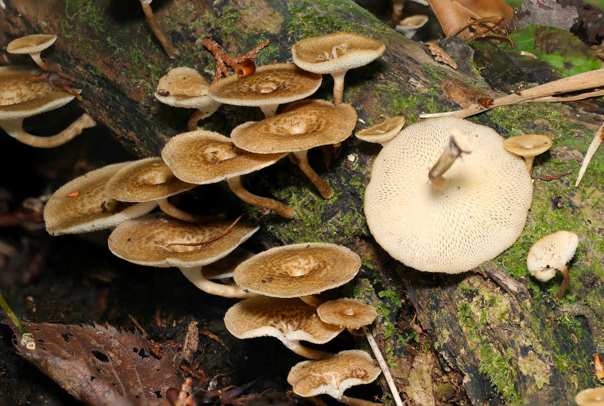 Polyporus umbellatus poussant sur du bois